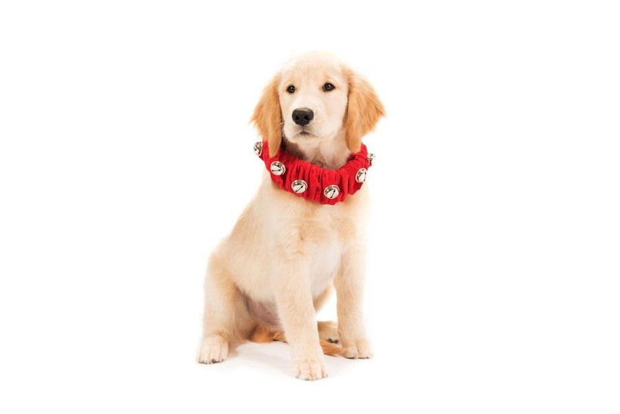 Harry Barker Jingle Bell Collar Online