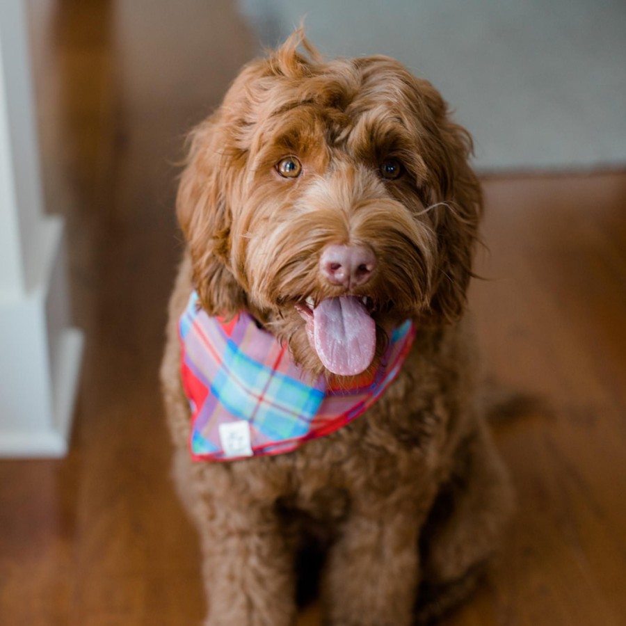 Harry Barker Madras Bandana Hot